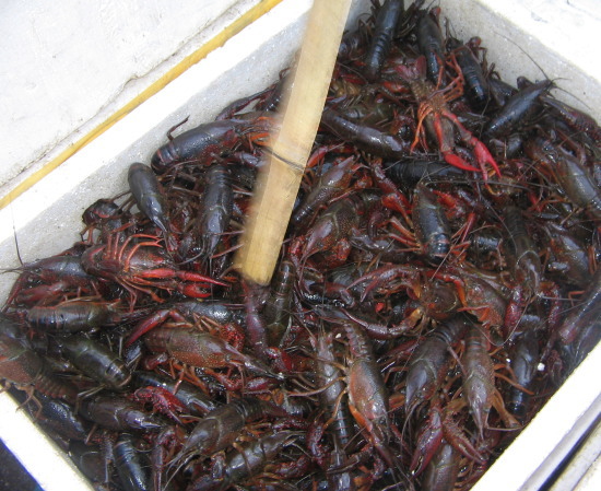 南京龙虾价格开始轻微反弹