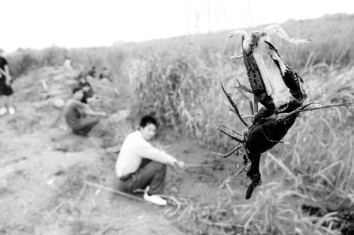 好多人到脏河塘里钓小龙虾 专家称不宜食用[图]