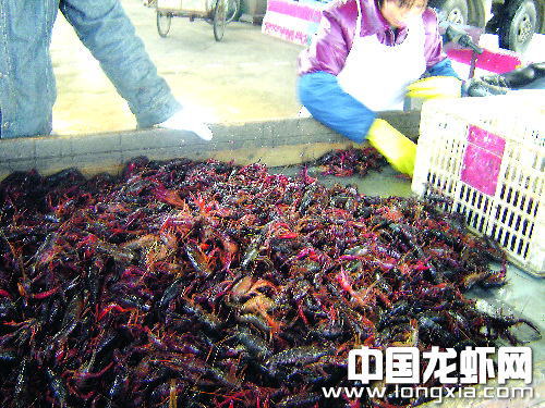 小的自己吃 大的龙虾卖到外地高档酒店身价翻番