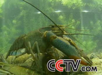 澳洲淡水龙虾大量上市