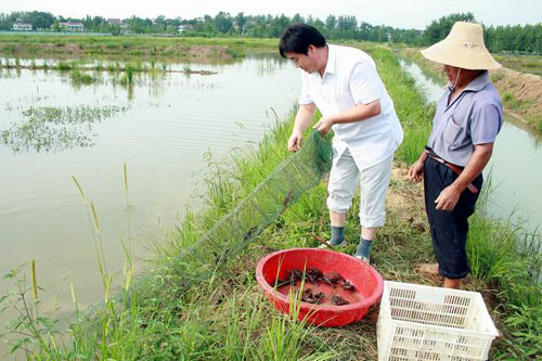 大宝千亩生态龙虾养殖基地综合养殖效益高