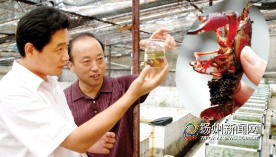 江苏首家产业化龙虾繁育基地在扬州建成