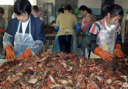 洪泽湖小龙虾生产加工进入旺季