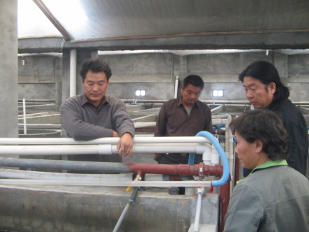 汤山洋兰龙虾育苗基地考察工厂化育苗