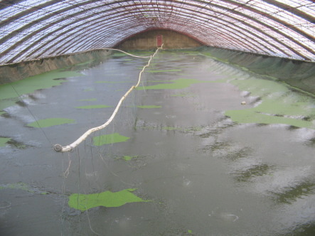 汤山洋兰龙虾育苗基地考察工厂化育苗