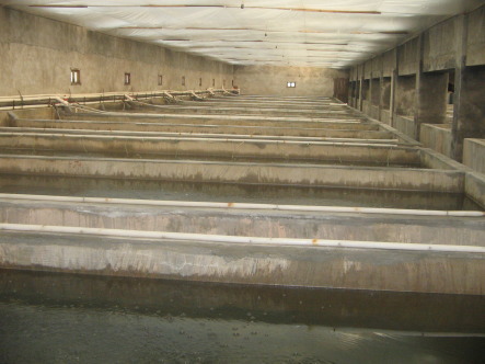 汤山洋兰龙虾育苗基地考察工厂化育苗