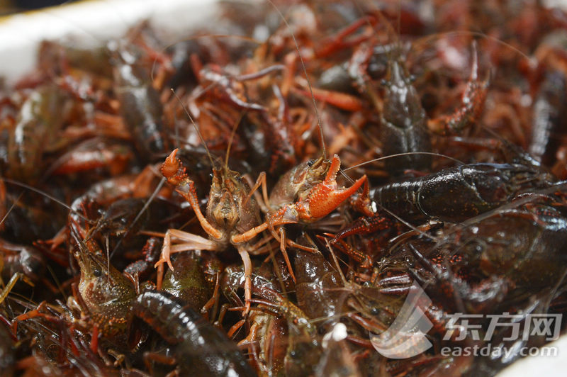 申城小龙虾大批量上市　湘鄂鲁等地虾热卖本地虾遇冷