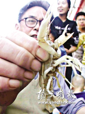 南京奇现白龙虾
