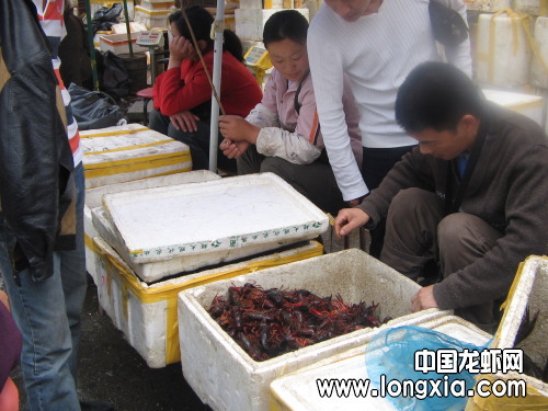龙虾价格波动大 批发商戏称如“股市”