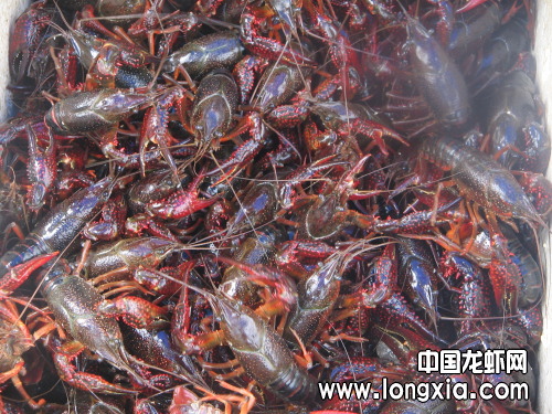 龙虾价格波动大 批发商戏称如“股市”