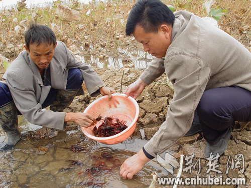 小龙虾撬动大产业 黄陂六指打造水产强街