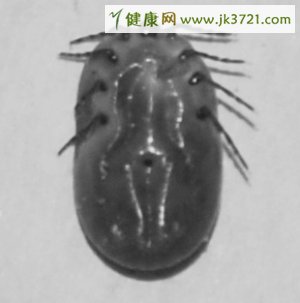 蜱虫