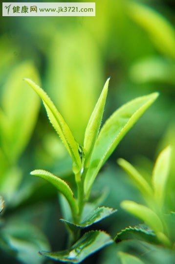 没炒过的新鲜茶叶能喝吗?