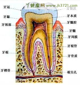 怎样会导致你形成牙结石？