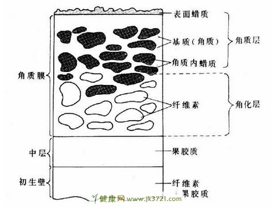 看看熟悉又陌生的“角质”