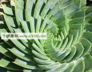 专业化容师的美白秘笈