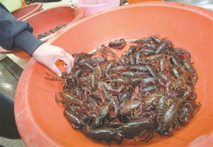 小龙虾南京提前十几天上市 零售价同比高10元